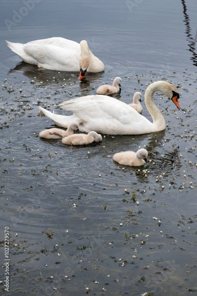 Obraz couple de cygnes et leurs petits