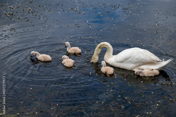 Obraz famille de cygnes