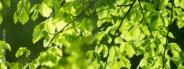Fototapeta Las Spring - świeże liście i promienie słoneczne