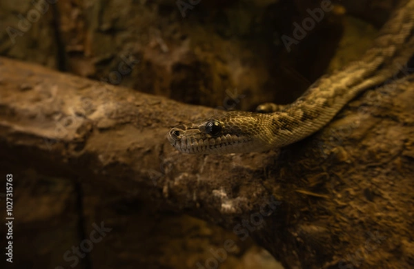 Fototapeta Close-up of a snake crawling on a tree branch(Chilabothrus angulifer).