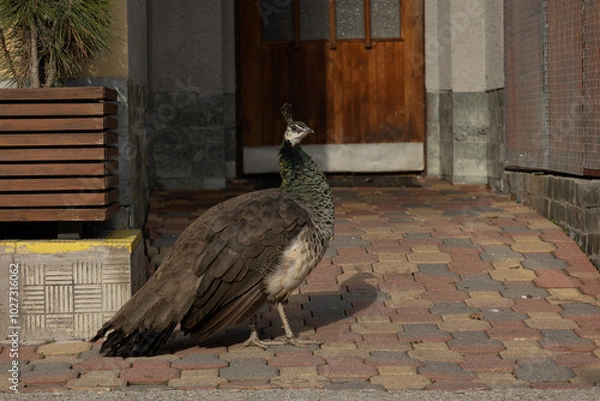 Fototapeta A view of a peacock standing on a colorful interlocking pavement in front of a public building door.(Pavo cristatus)
