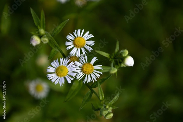 Fototapeta White flowes of annual fleabane in the meadow in Slovakia(Stenactis annua).