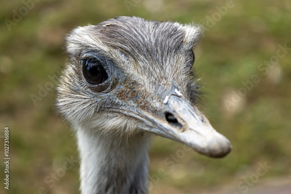 Fototapeta Close-up portrait of greater rhea on blurred background. (Rhea americana) 