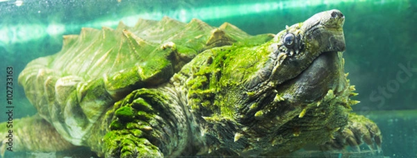 Obraz Alligator snapping turtle in an aquarium