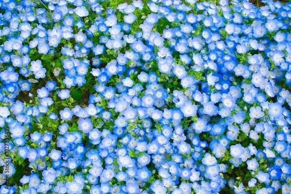 Obraz 上から見た満開のネモフィラ