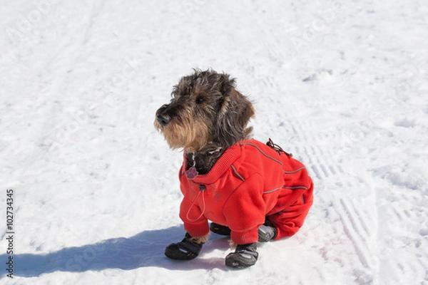 Obraz Cane bassotto sulla neve