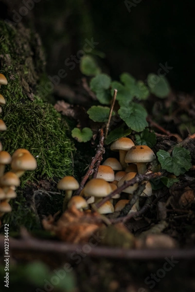Obraz mushrooms in the forest