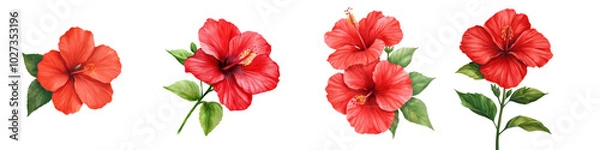 Fototapeta collection vibrant red hibiscus flowers with detailed petals and lush green leaves set