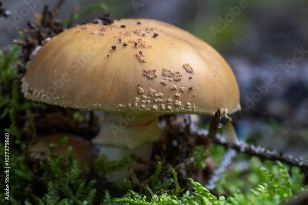 Obraz Ein Pilz der Gattung Wulstling (Amanita)