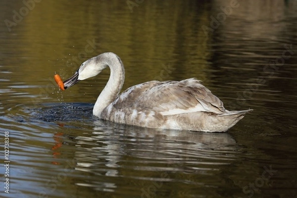 Obraz Young Mute Swan (Cygnus olor) is struggling with carrots.