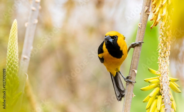 Obraz A yellow oriole eating nectar from a flower.