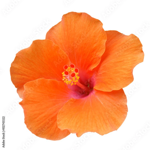 Obraz Orange Hibiscus on white background with path