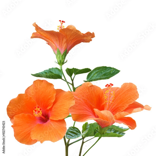 Obraz Orange Hibiscus on white background with path