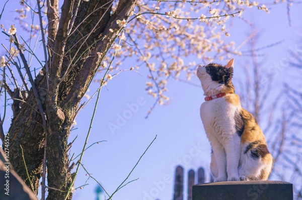 Obraz cat and cherry blossom