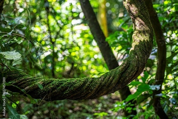 Obraz liana on a tree in the African rainforest in Uganda