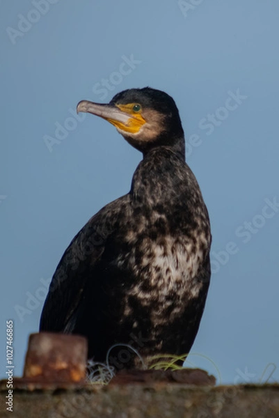Fototapeta Seabird portrait