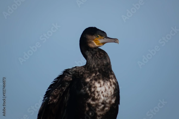 Fototapeta Seabird portrait