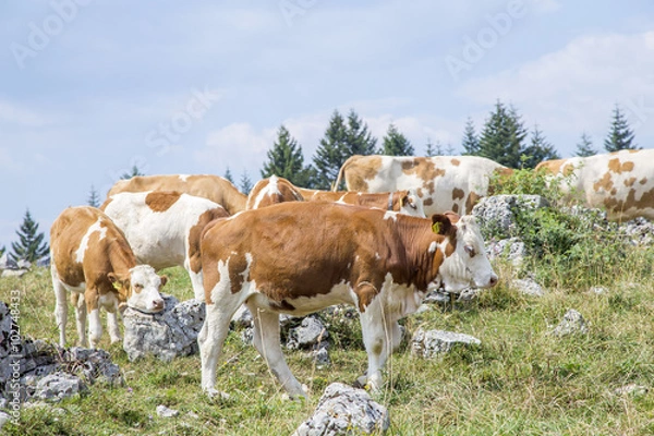 Obraz Herd of cow with calf grazing