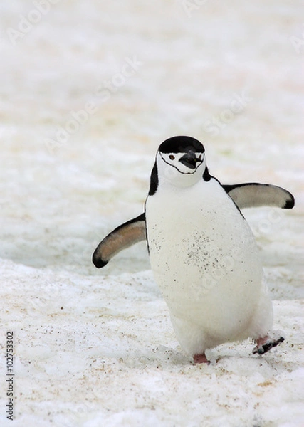 Fototapeta A happy chinstrap penguin in Antarctica.