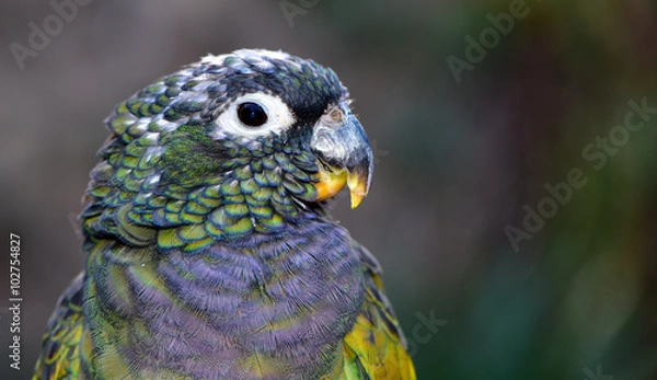 Obraz Close up of a Maximilian Pionus Parrot