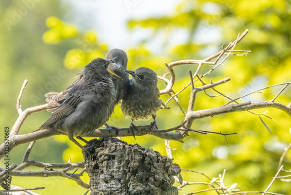 Fototapeta junge Stare