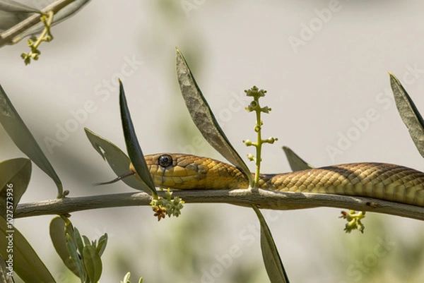 Obraz Äsculapnatter