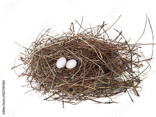 Obraz Bird's nest and 2 eggs on transparent background.