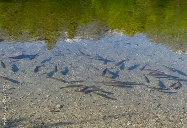 Fototapeta Transparent and clean water in a reservoir. At the bottom of which fish are visible. Ecology concept. Protection of water resources.