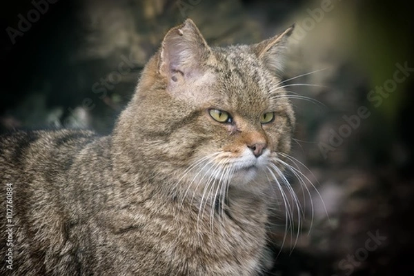 Obraz Le chat forestier