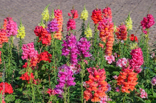 Obraz Snap dragon blooming in garden