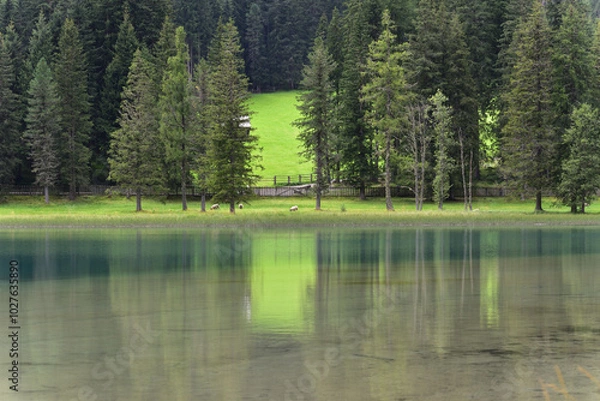 Obraz Sheep on holiday on the lake