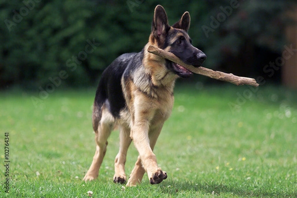 Obraz Deutscher Schäferhund