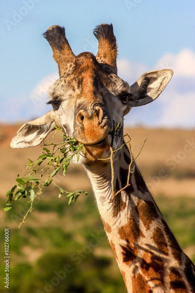 Obraz Żyrafa jedzenie