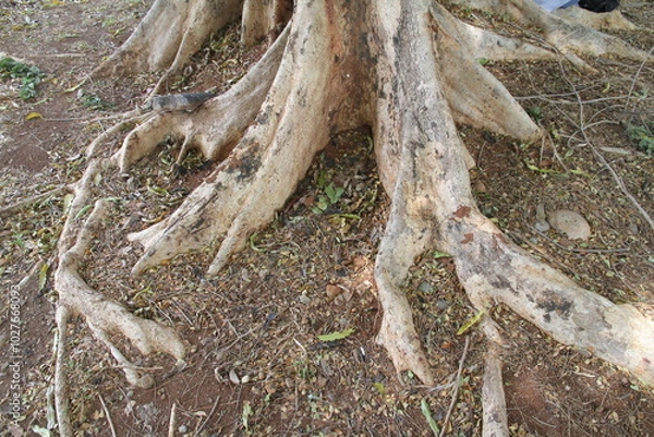 Fototapeta Roots of old tree,Tree Gazing
