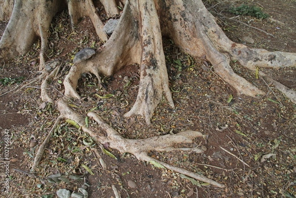 Fototapeta Roots of old tree,Tree Gazing
