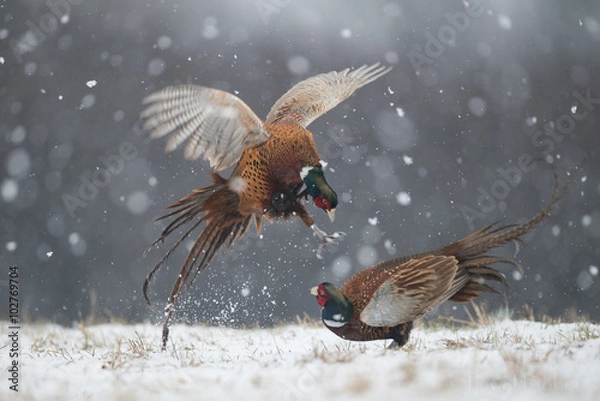 Obraz Walka bażantów