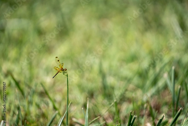 Obraz dragonfly on a leaf