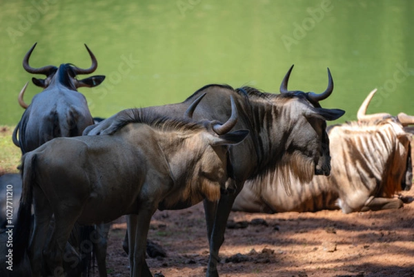 Obraz wildebeest in the lake