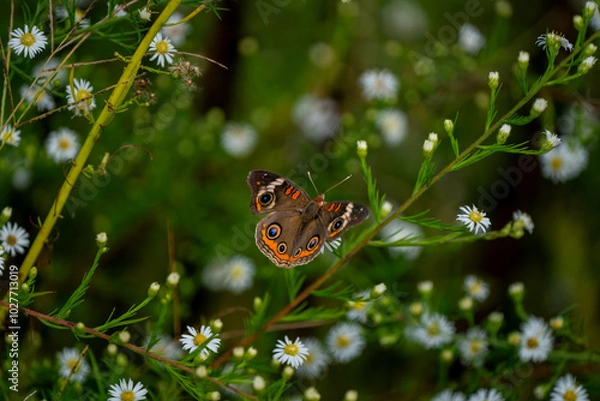 Obraz butterfly on a flower