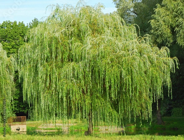 Fototapeta Weeping willow tree in the public park