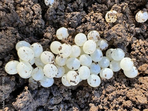 Fototapeta Eggs of the spanish snail on the background of the soil. Selective focus.