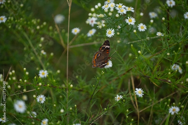 Obraz buckeye butterfly on a flower