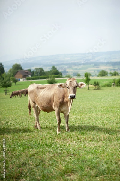 Fototapeta Cows Against the Majestic Alps.
Cows Grazing in an Alpine Meadow.
Mountain Farm Life: Cows on a Green Pasture.
Cows Among Alpine Meadows. Animals and Nature: Cows Surrounded by Mountain Landscapes