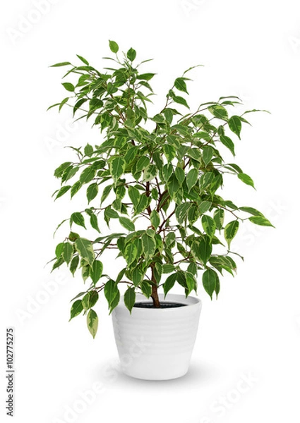 Obraz young Ficus benjamina a potted plant isolated over white