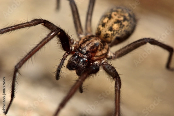 Fototapeta Common house spider (Tegenaria domestica). A large spider in the family Agelenidae, active at night and showing large fangs
