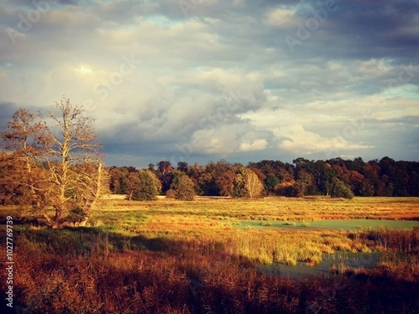 Obraz Herbstlandschaft. It Bäumen 