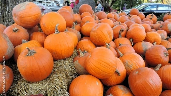 Obraz automne 2024 A