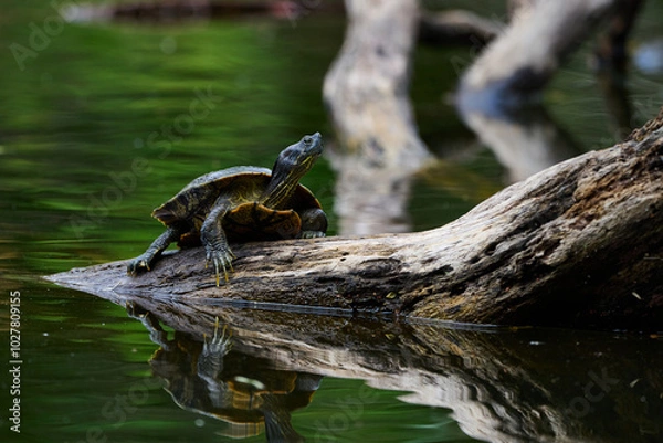 Obraz eastern box turtle on a log