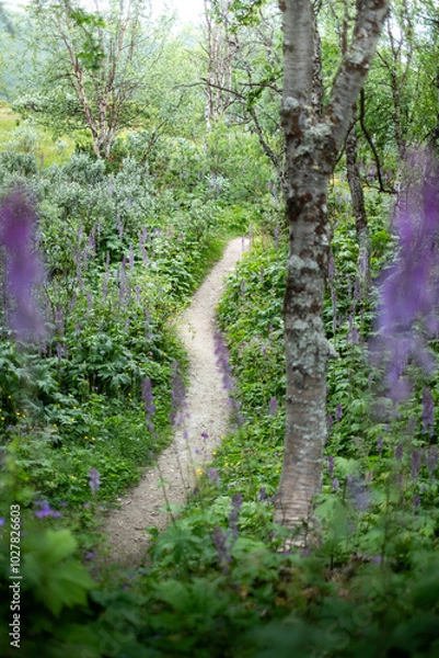 Obraz Birch tree forest, Norway
