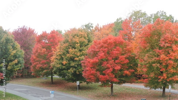 Obraz automne 2024 B